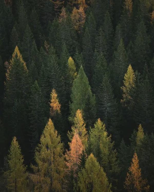 Leaves
